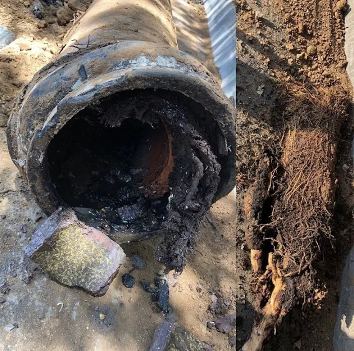 The Sewer Surgeon Picture 5