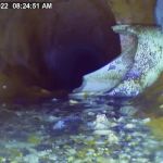 Sewer Snooper LLC
