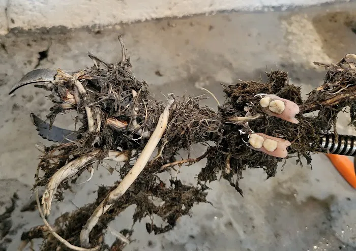 Drain Doctor LLC Picture 1