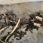 Drain Doctor LLC