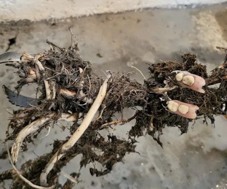 Drain Doctor LLC
