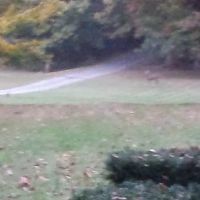 Sullivan & Sons Septic & Sewer ico