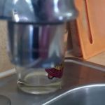 Dinucci Plumbing Inc