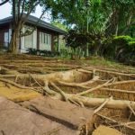 How to Prevent Tree Roots from Damaging Sewer Lines