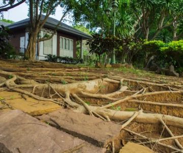 How to Prevent Tree Roots from Damaging Sewer Lines