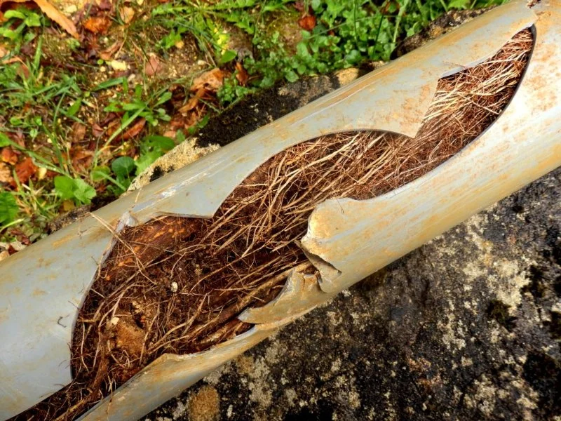 How to Prevent Tree Roots from Infiltrating Your Plumbing System