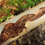 How to Prevent Tree Roots from Infiltrating Your Plumbing System