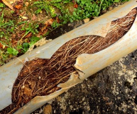 How to Prevent Tree Roots from Infiltrating Your Plumbing System
