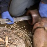 Plumbing Problems Caused by Tree Roots and How to Solve Them